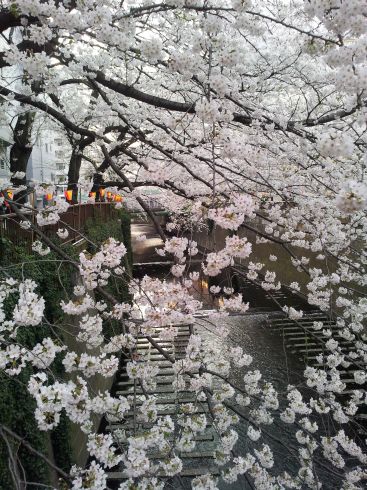 桜 2013年