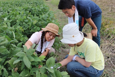 20130923edamame-05