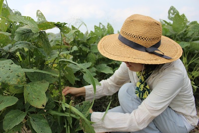 20130923edamame-06