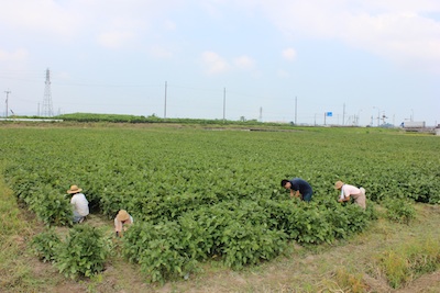20130923edamame-07