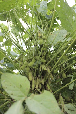 20130923edamame-08