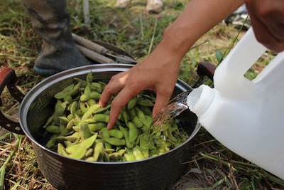 20130923edamame-09