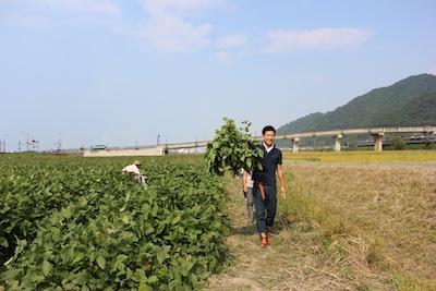20130923edamame-15