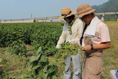 20130923edamame-16