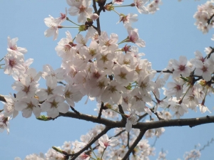 桜