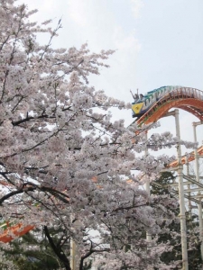 桜とジェットコースター