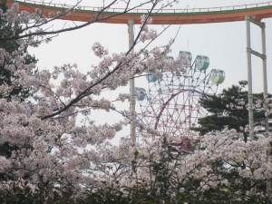 桜と観覧車