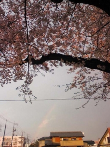 虹と桜