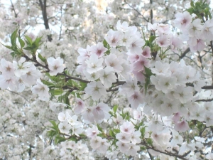 白い桜