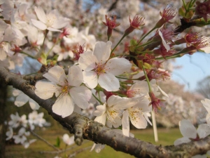 桜