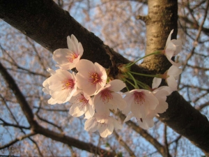 桜