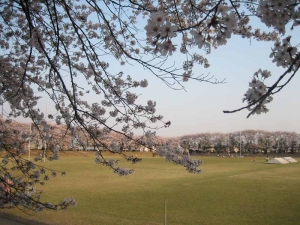 サッカー場の桜