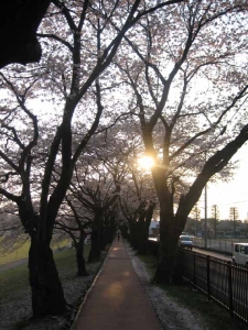 桜小径