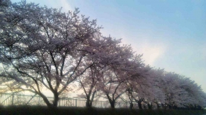 桜