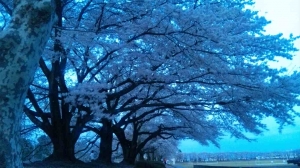 桜