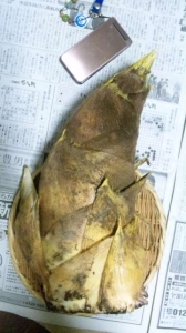 たけのこ