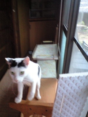 里親募集中 保護猫 まろ