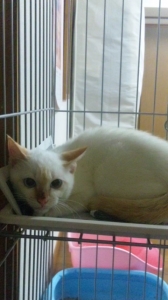 里親募集集 白子猫