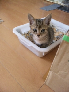 里親募集中 うず