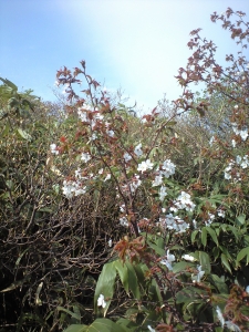 岩手県 駒ケ岳