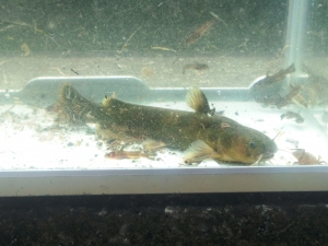 ギバチ