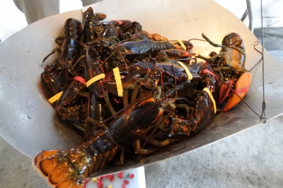 lobster
