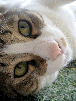 qoo