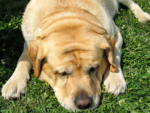 rao