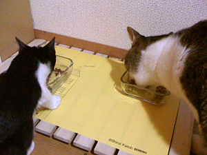 qoo & tenn