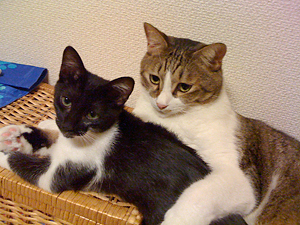 qoo & tenn