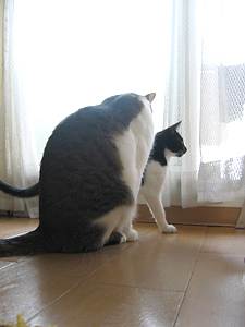 qoo & tenn