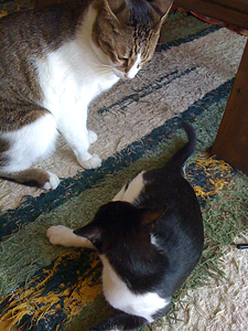 qoo & tenn