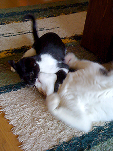 qoo & tenn