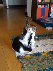 qoo & tenn