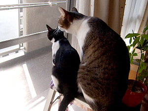 qoo & tenn