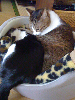 qoo & tenn