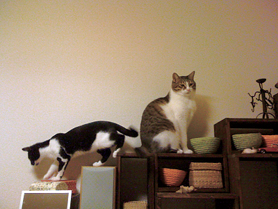 qoo & tenn