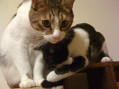 qoo & tenn