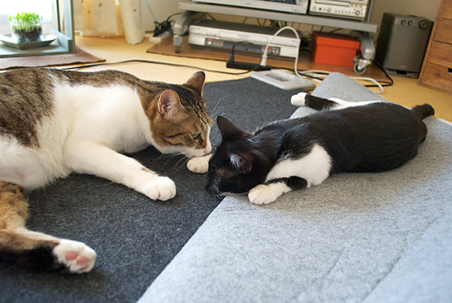 qoo&tenn