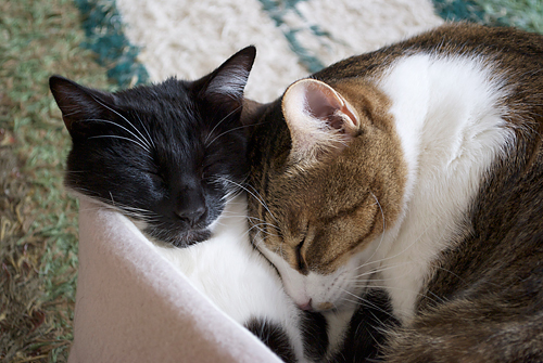 qoo&tenn