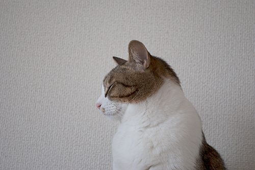 qoo