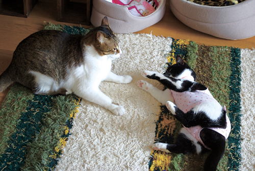 qoo&tenn