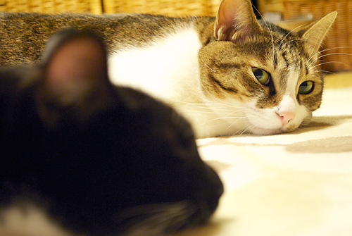 qoo&tenn