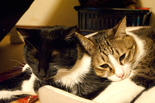 qoo&tenn