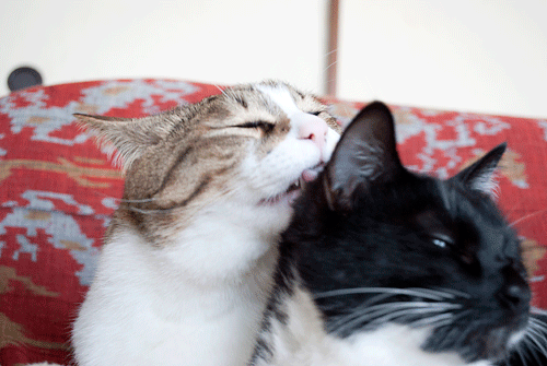 qoo&tenn