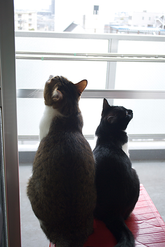 qoo&tenn