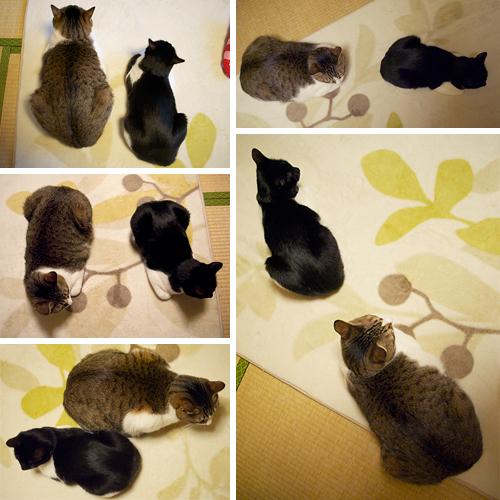 qoo&tenn