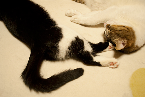 qoo&tenn