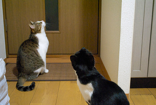 qoo&tenn
