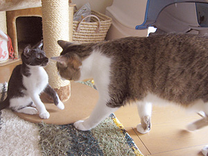 qoo&tenn